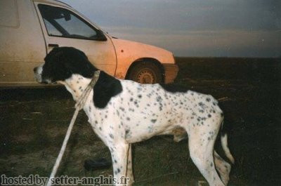 Pedigree ARDITO DEL VENTO Pedigree ARDITO DEL VENTO